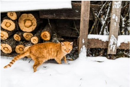 How do you get rid of cats in your yard?