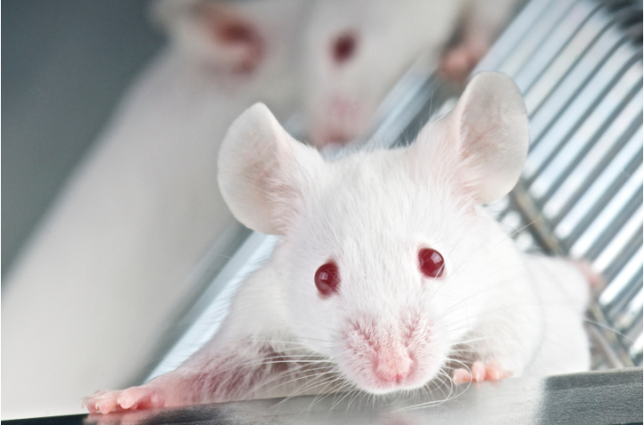 What are good mice repellents?