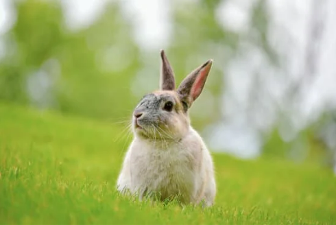 How to repel rabbits with a rabbit away spray
