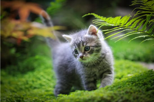 What is the best cat repellent for the yard?