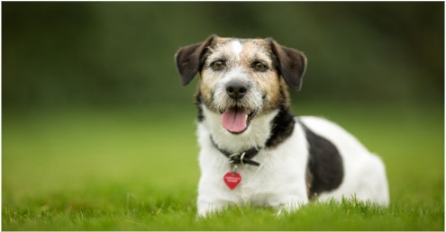 8 helpful tips to keep dogs off grass