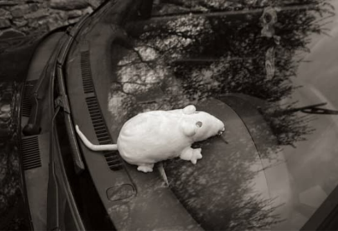 6 tips to keep rodents away from your car