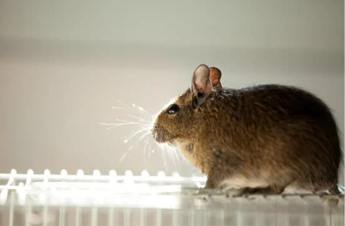 What to consider when choosing the best rodent repellent for cars