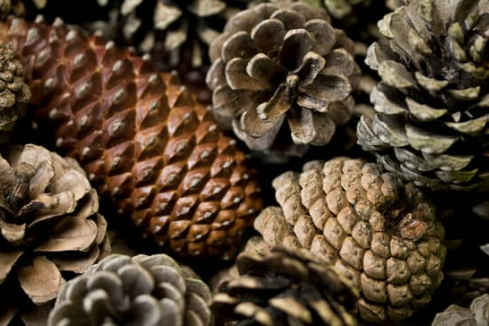 11 surprising scents that deter cats