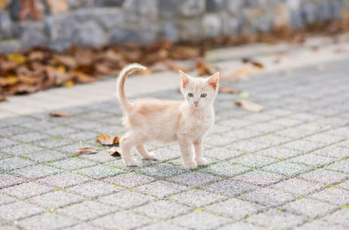 WHEN TO USE A CAT FENCE OUTDOOR