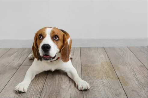 How to choose the best spray to keep dogs from peeing all over the place