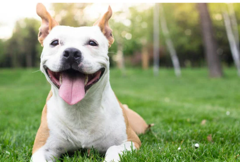 5 Helpful ways to keep dog out of yard