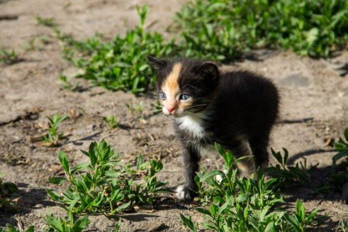 Guide to the different types of cat repellent for yard