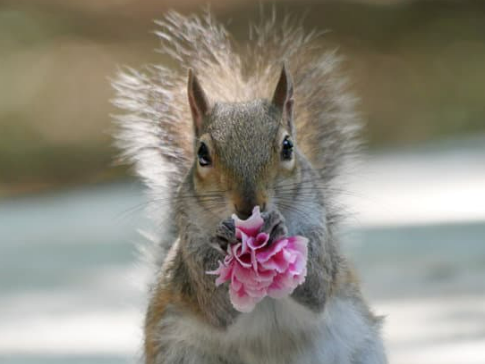 HOW TO KEEP SQUIRRELS OUT OF YOUR PROPERTY