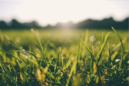 DO MICE EAT GRASS?