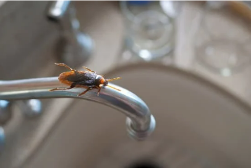 DO MICE EAT ROACHES?