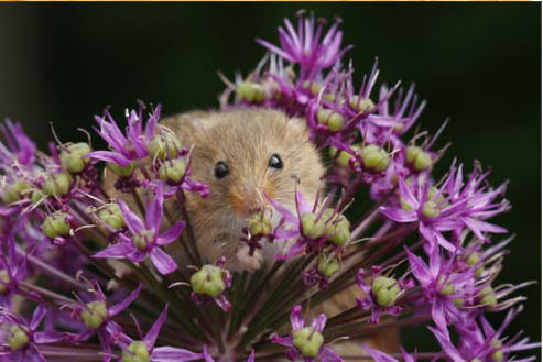 Do mice like cheese?