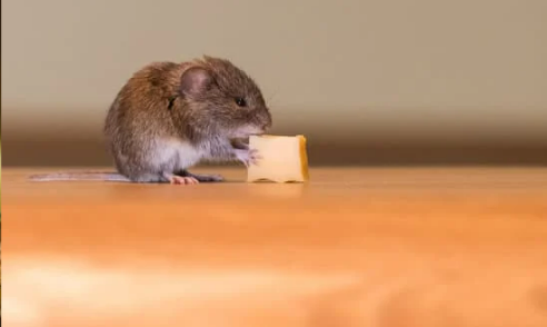 DO MICE BITE?