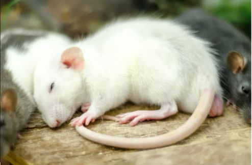 DO MICE HIBERNATE?