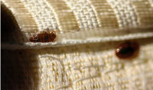 DO BED BUGS BITE?