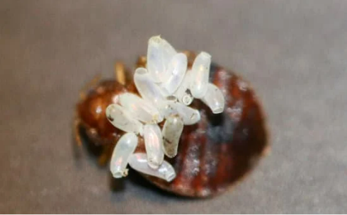 When Do Bed Bugs Lay Eggs?