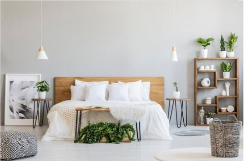 What is the main cause of bed bugs?