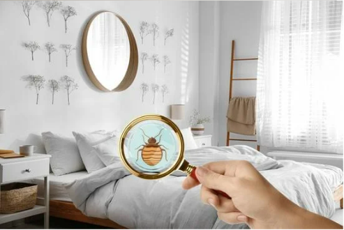 WHEN DO BED BUGS FEED