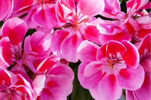 DO DEER EAT ZONAL GERANIUMS?