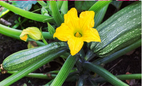 DO DEER EAT ZUCCHINI FLOWERS?