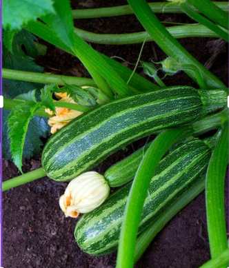 DO DEER EAT ZUCCHINI PLANTS?