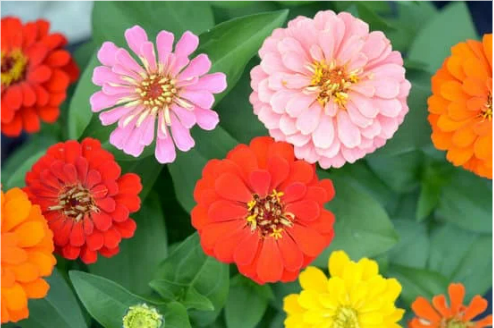 DO DEER EAT ZINNIAS PLANTS?