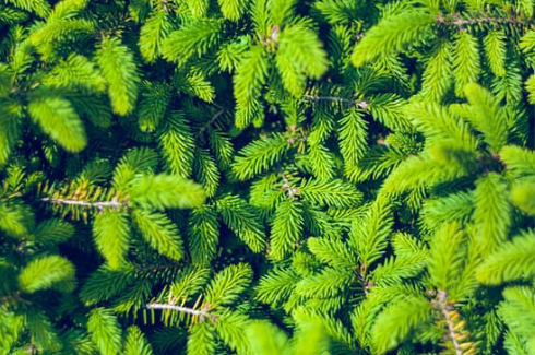 DO DEER EAT NORWAY SPRUCE?