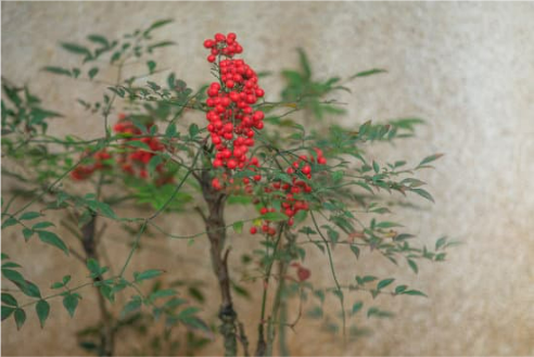 DO DEER EAT NANDINA