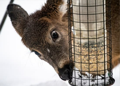 DO DEER EAT BIRDSEED