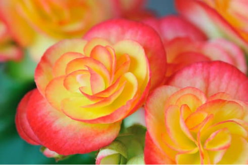 DO DEER EAT BEGONIAS