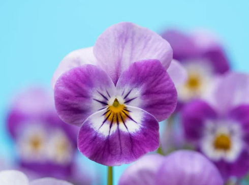 DO DEER EAT VIOLA PLANTS