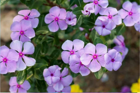 DO DEER EAT VINCA FLOWERS