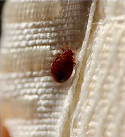 Do bed bugs leave stains on pillows?