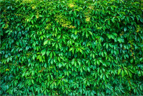 DO DEER EAT VIRGINIA CREEPER?