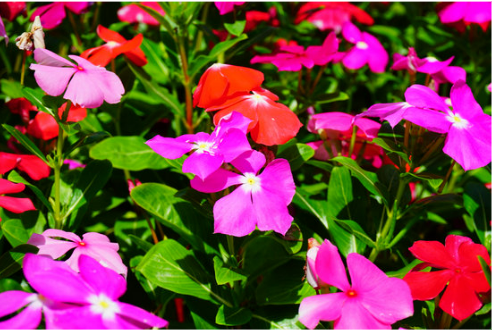 DO DEER EAT VINCA?