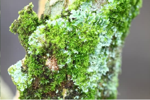 DO DEER EAT LICHEN?