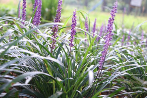 DO DEER EAT LIRIOPE?