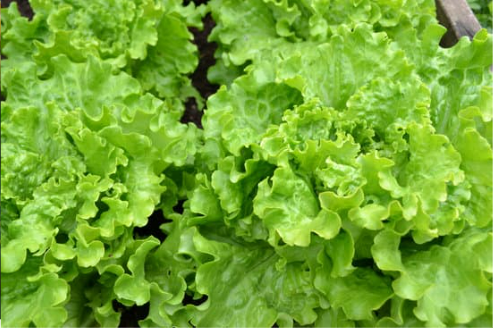 Do Deer Eat Lettuce?
