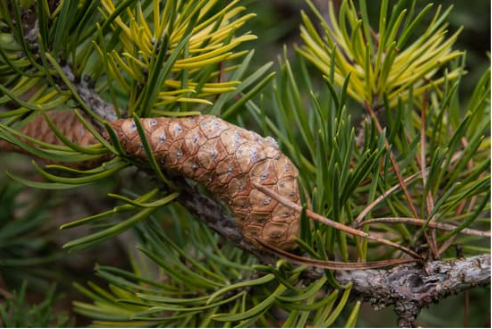 DO DEER EAT JACK PINE?