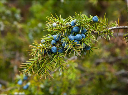 DO DEER EAT JUNIPER TREES?