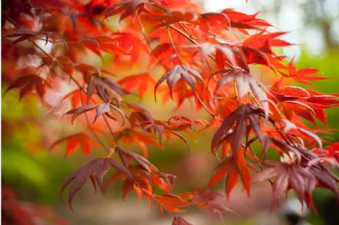 DO DEER EAT JAPANESE MAPLE TREES