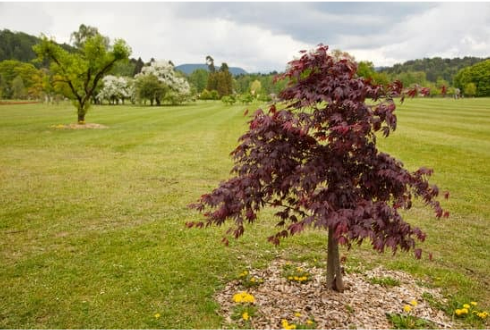 DO DEER EAT JAPANESE MAPLES?