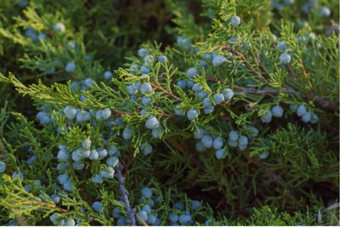 DO DEER EAT JUNIPER?