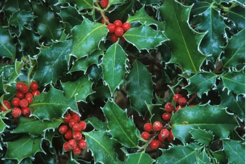 DO DEER EAT HOLLY BERRIES