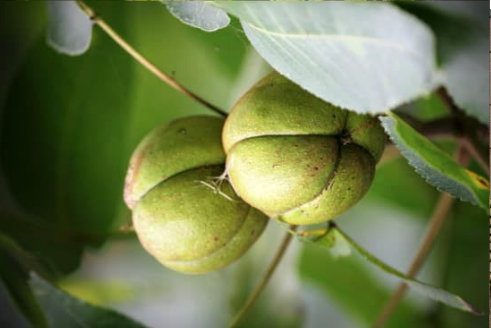 DO DEER EAT HICKORY NUTS?