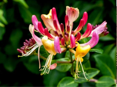 DO DEER EAT HONEYSUCKLE