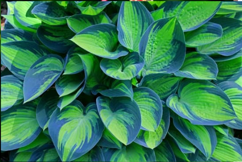 DO DEER EAT HOSTAS?