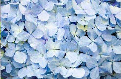 DO DEER EAT HYDRANGEAS?