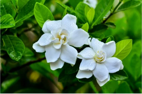DO DEER EAT GARDENIAS?