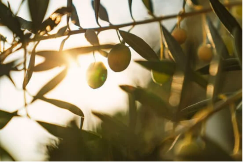 DO DEER EAT OLIVE TREE?